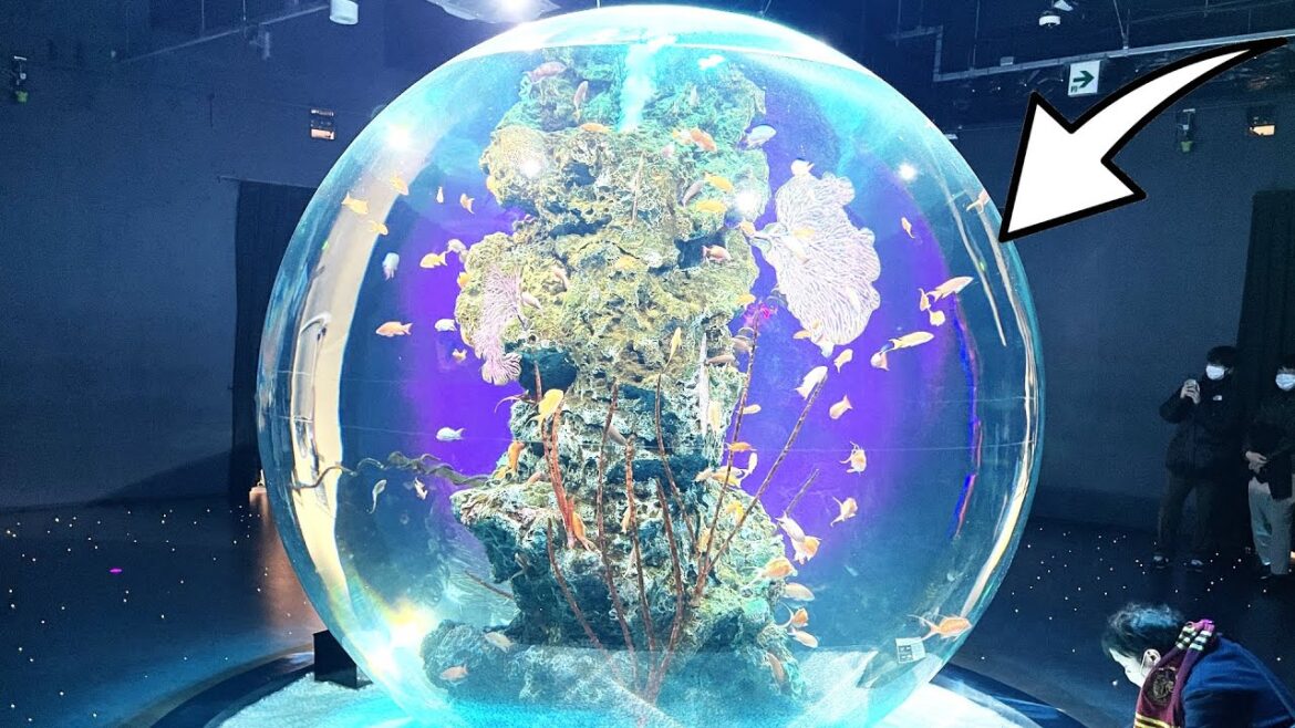 Full of healing! Atoa, a theater-style aquarium in Kobe with a mysterious aquarium Full of healing! Atoa, a theater-style aquarium in Kobe with a mysterious aquarium
