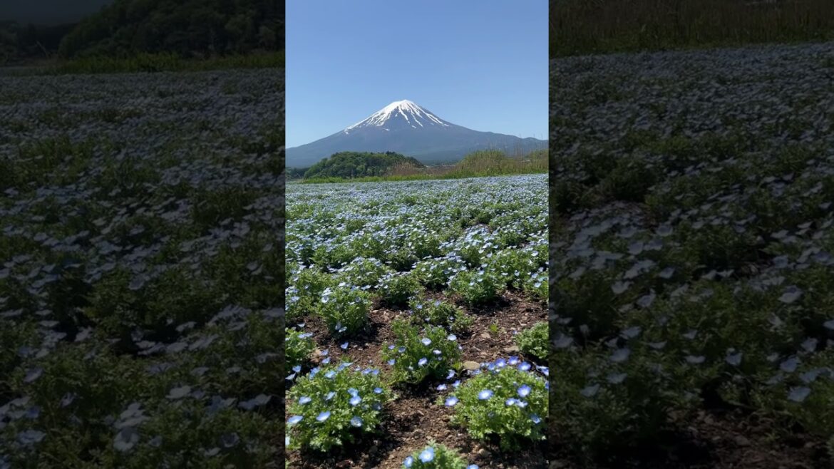 Summer views of #fuji mountain in #Japan 🇯🇵 ⛰️ #japantravel #ιαπωνία