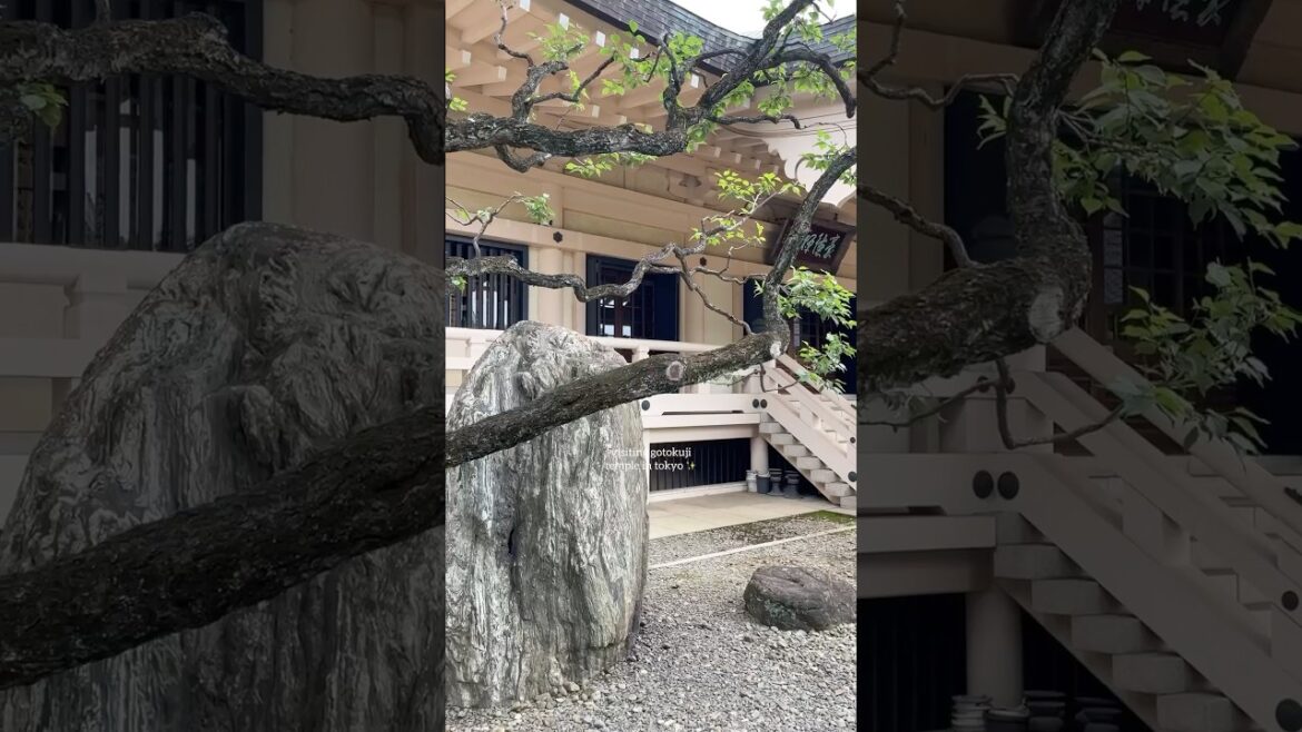 Visiting the Lucky Cat temple in Tokyo ⛩️🐱 #japantraveldiary #japan #travel #japanesetemple