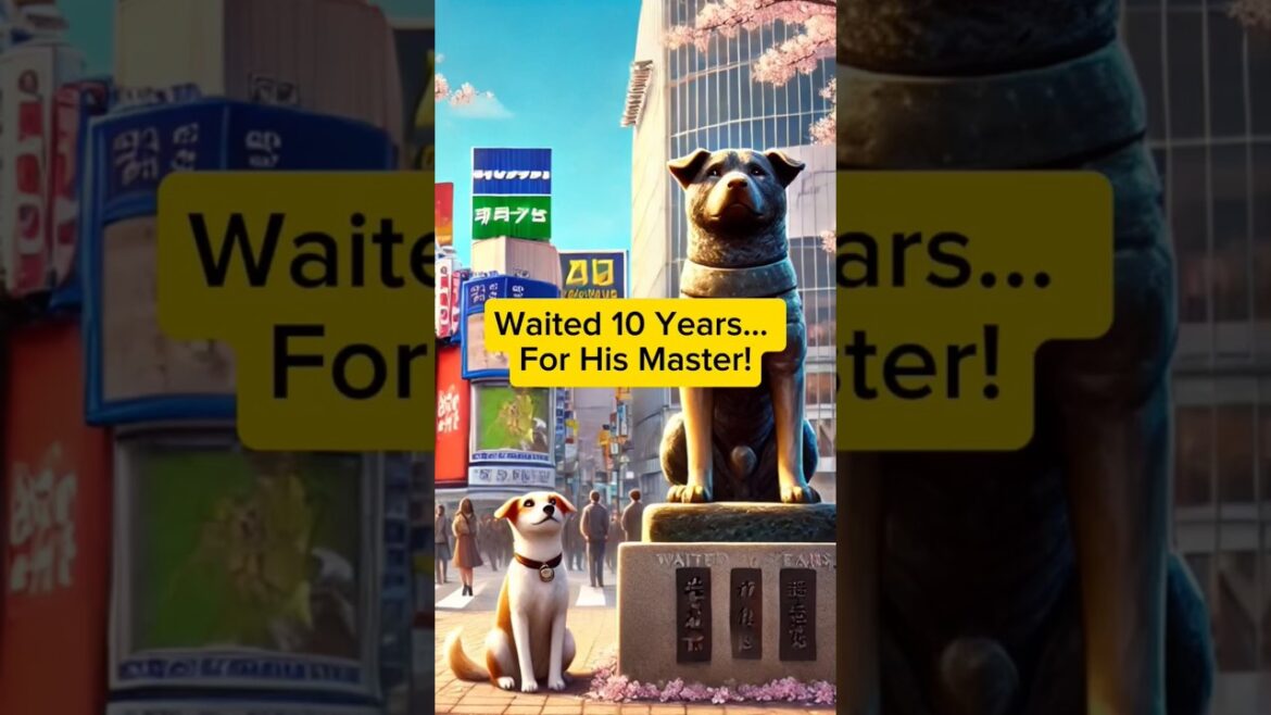 The Legendary Loyalty of Hachiko: Japan’s Most Faithful Dog
