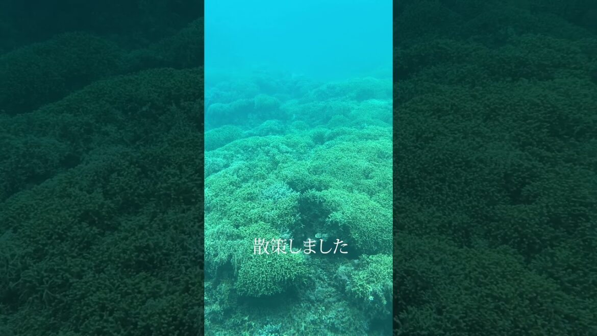 【渡嘉敷島】沖縄からフェリーで1時間10分、世界中のダイバーが憧れる慶良間諸島にあります。 #沖縄旅行 #慶良間諸島 #珊瑚 #珊瑚礁 【渡嘉敷島】沖縄からフェリーで1時間10分、世界中のダイバーが憧れる慶良間諸島にあります。 #沖縄旅行 #慶良間諸島 #珊瑚 #珊瑚礁