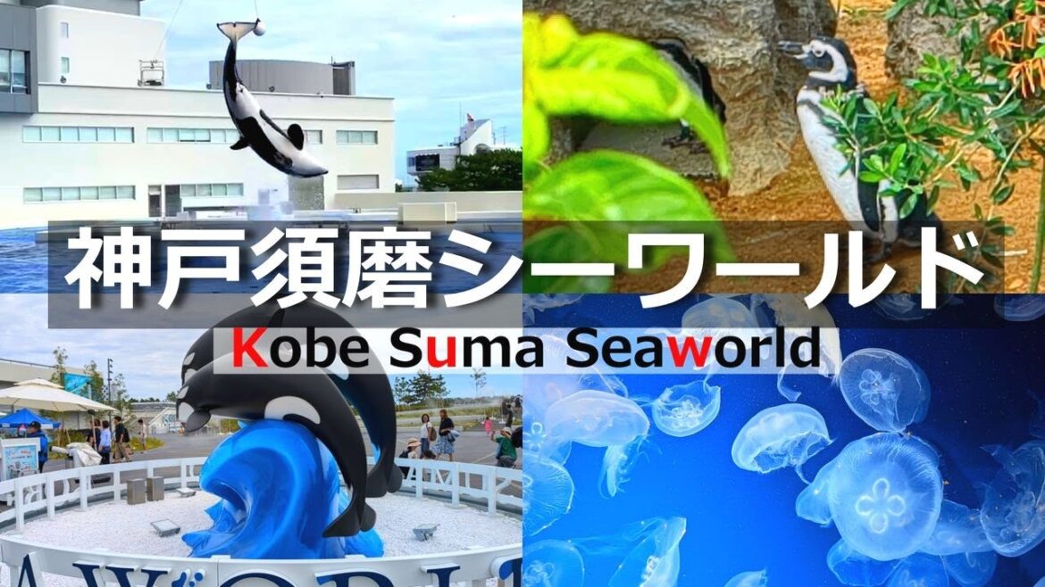 神戸の新観光スポット【神戸須磨シーワルド】のシャチが凄い！効率良く楽しむ方法をご紹介。