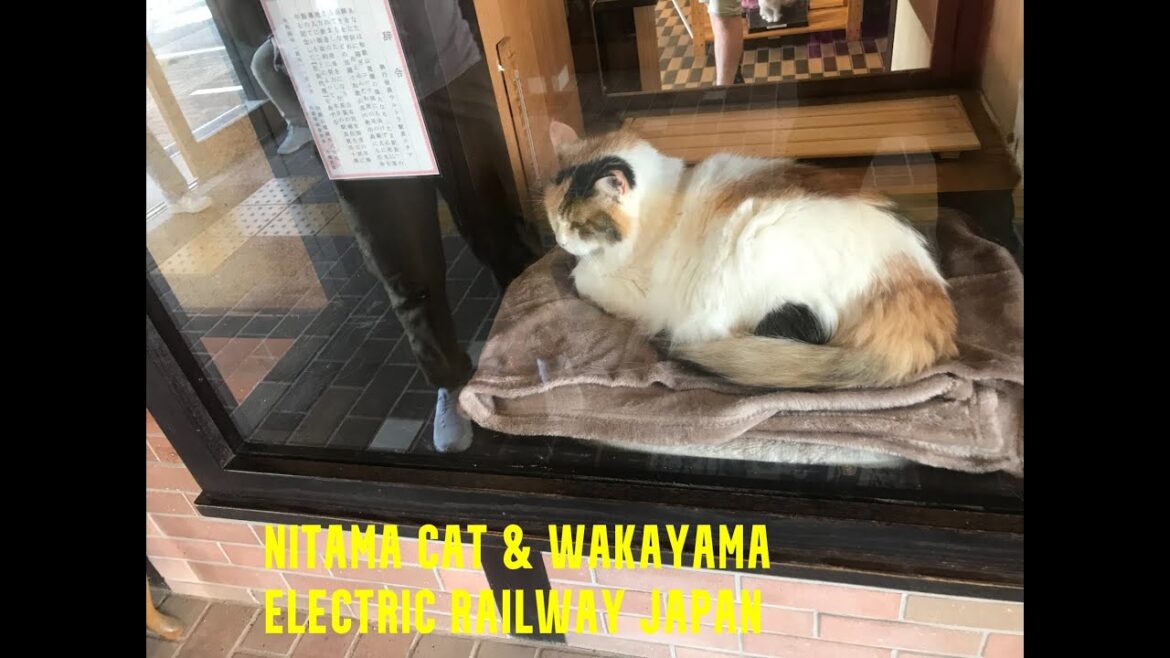 NiTama the Cat & Wakayama Electric Railway, Japan