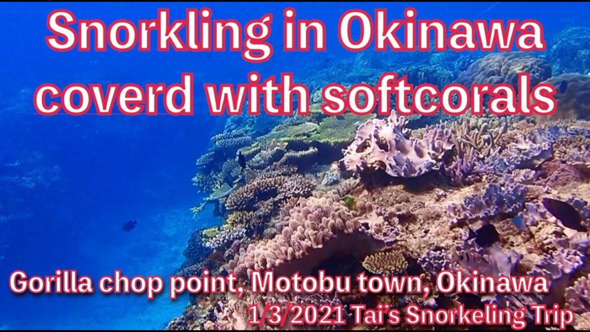【#23 Tai’s Snorkeling Trip in Okinawa】A wood of Soft  corals, Motobu town, Okinawa, Japan