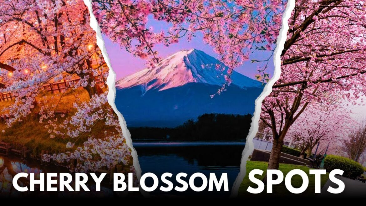 Top 15 Cherry Blossom Destinations You Can’t Miss in 2024! Top 15 Cherry Blossom Destinations You Can't Miss in 2024!