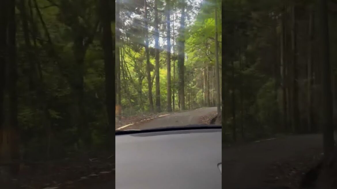 japantrip┃Kumamoto forest path continues┃japantravel┃