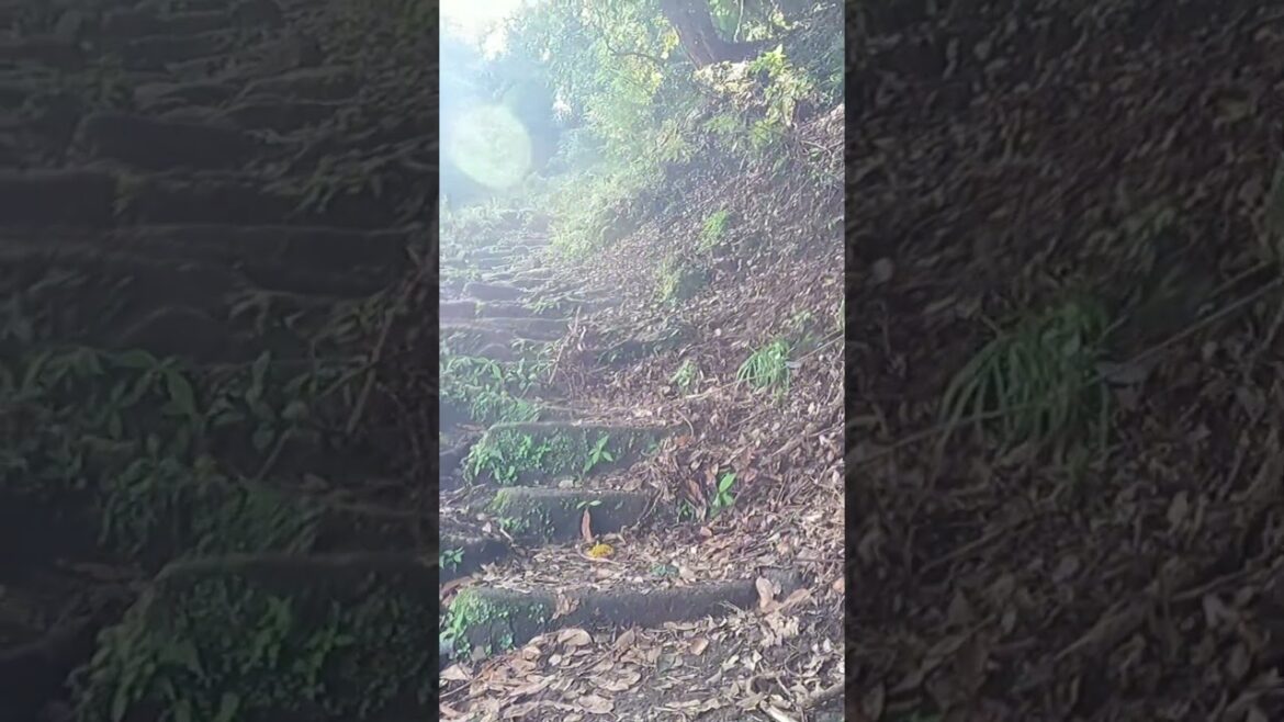 Walking in the nature 3 #traveljapan #nature #chibajapan Walking in the nature 3 #traveljapan #nature #chibajapan