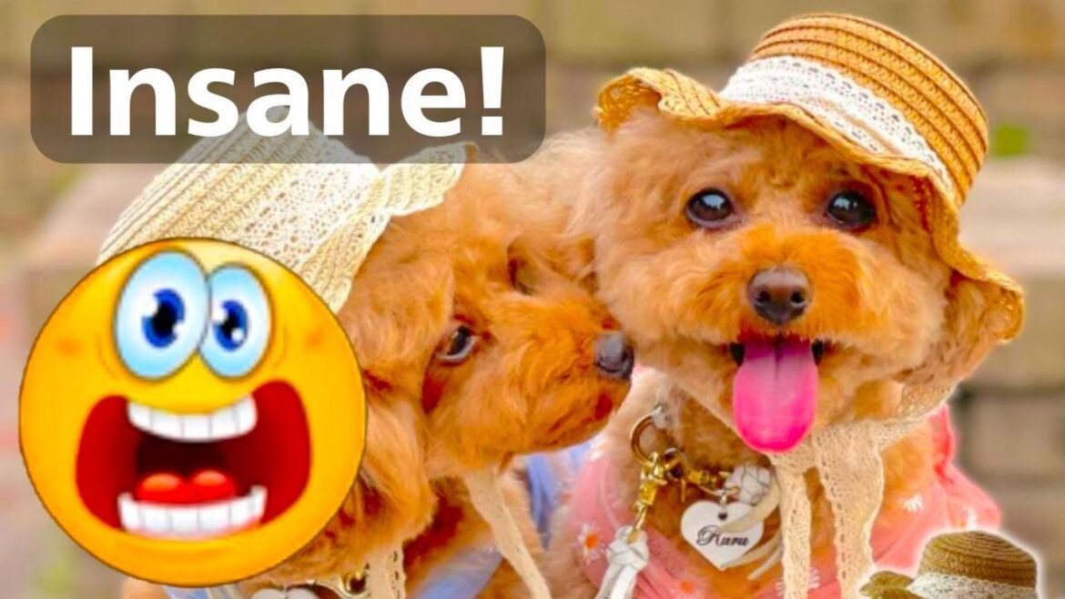 This Pet Product Market Is Different From Pet Stores