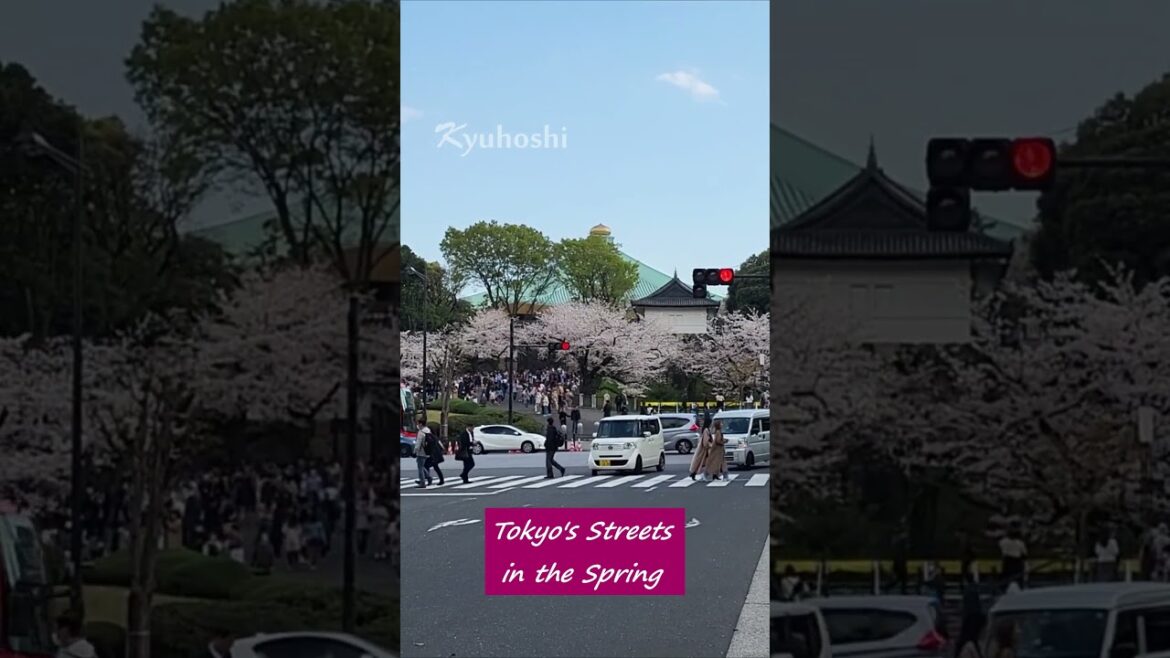Tokyo's Street in the Spring | Cherry Blossoms in Tokyo  #japantravel #tokyo #viralvideo #shorts