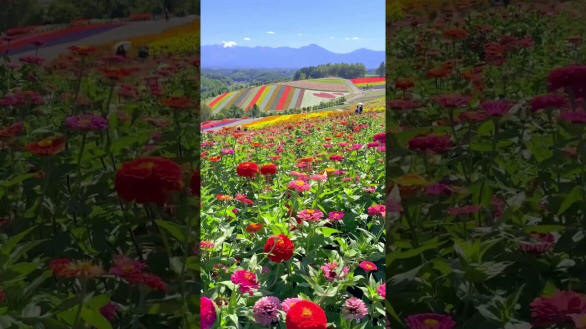美瑛の四季彩の丘の百日草 📲2024/9/9 Zinnias and colorful flower field in Shikisai-no-oka in Hokkaido #shorts