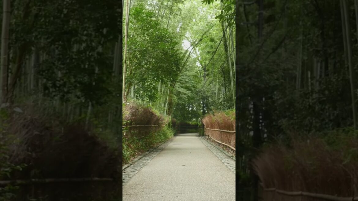 Top 5 Must See Attractions in Kyoto! Top 5 Must See Attractions in Kyoto!