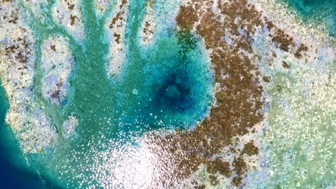 [4K] The Last Glow, Coral Reefs in a Bleaching Crisis Okinawa #11 DJI Mavic 3 Hasselblad 沖縄 サンゴ 白化