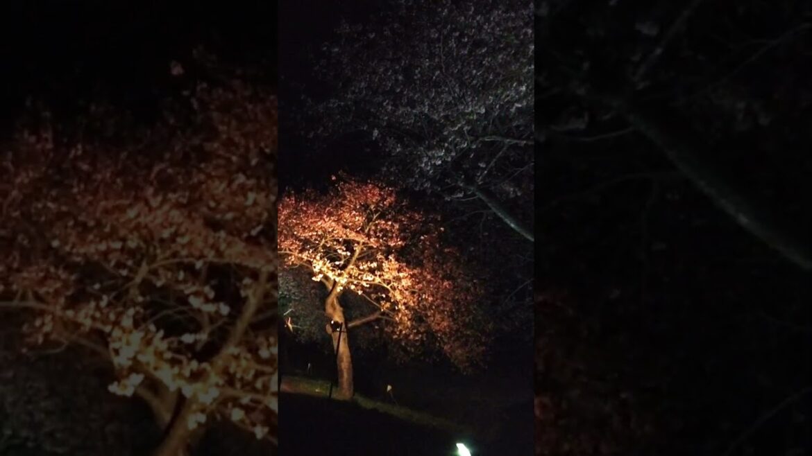 Night cherry blossoms #traveljapan #chiba #blossom