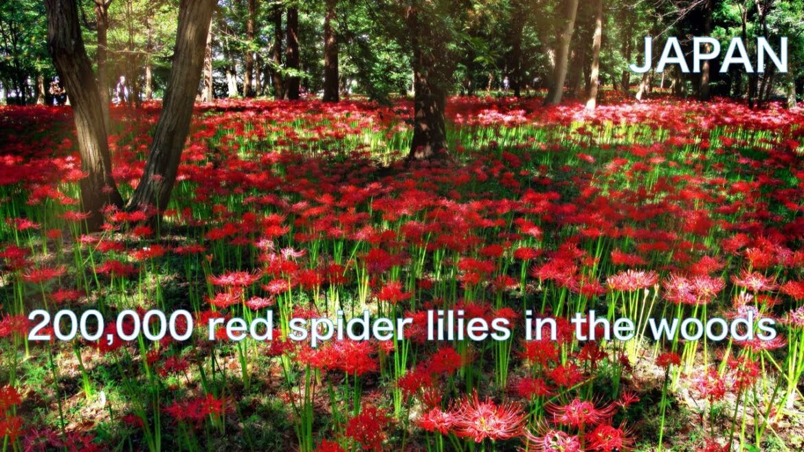 【JAPAN Travel for Red spider lily】 Autumn landscape with 230,000 bright red carpets 【JAPAN Travel for Red spider lily】 Autumn landscape with 230,000 bright red carpets