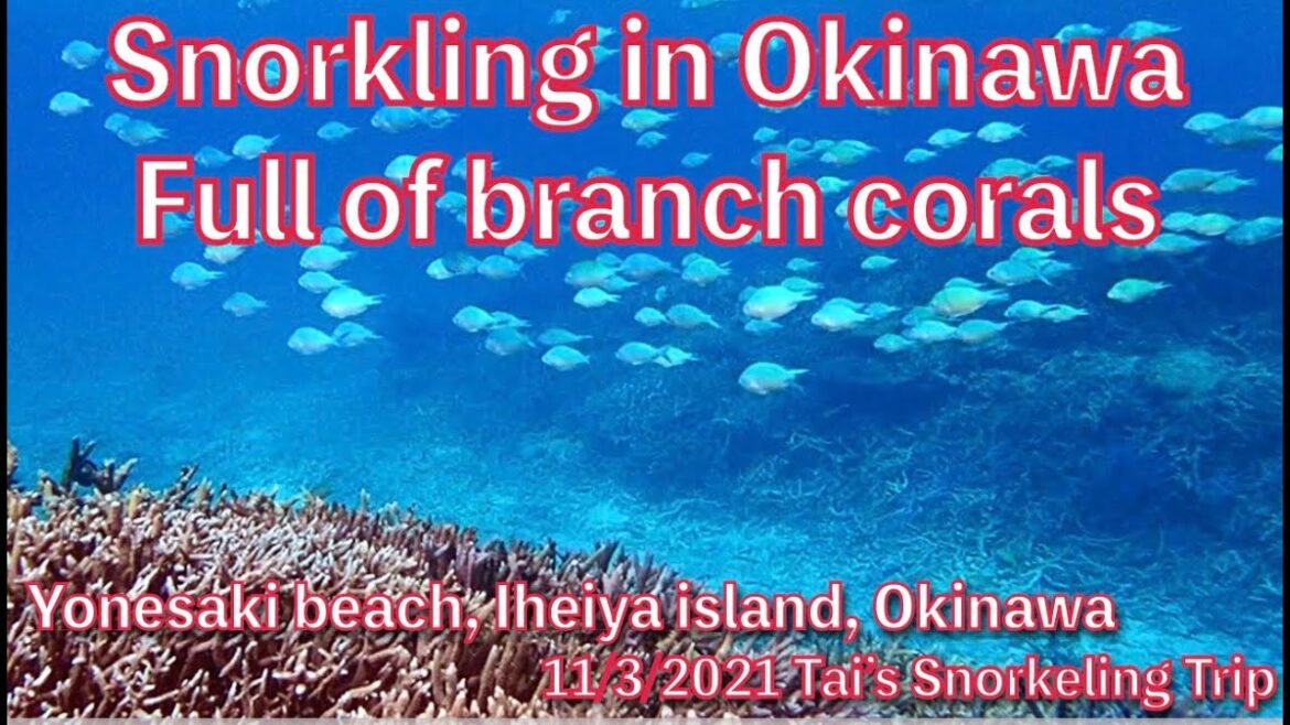 【#25 Tai’s Snorkeling Trip in Okinawa】Branch coral and fishs, Yonehara beach, Iheiya island, Okinawa