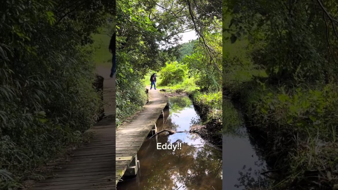 Tsuruga pond hike in Iwata Shizuoka Japan nature walk