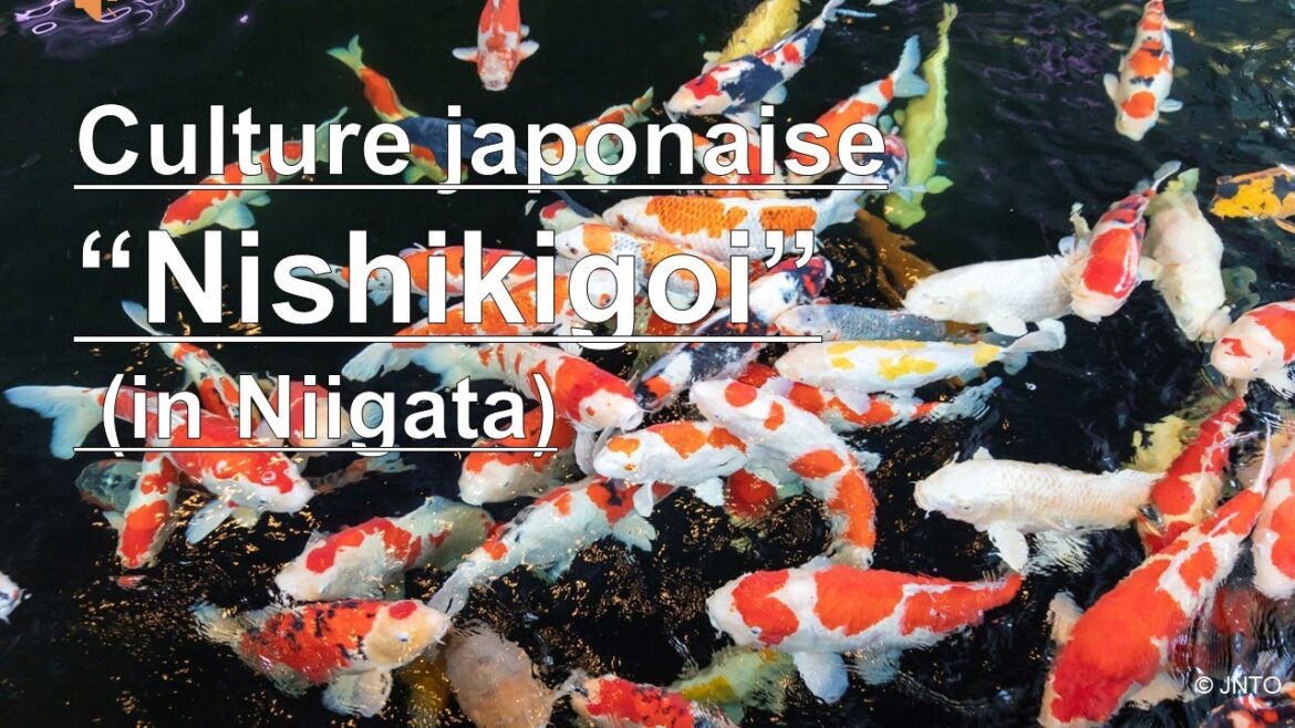 Culture japonaise « Nishikigoi » (à Niigata)