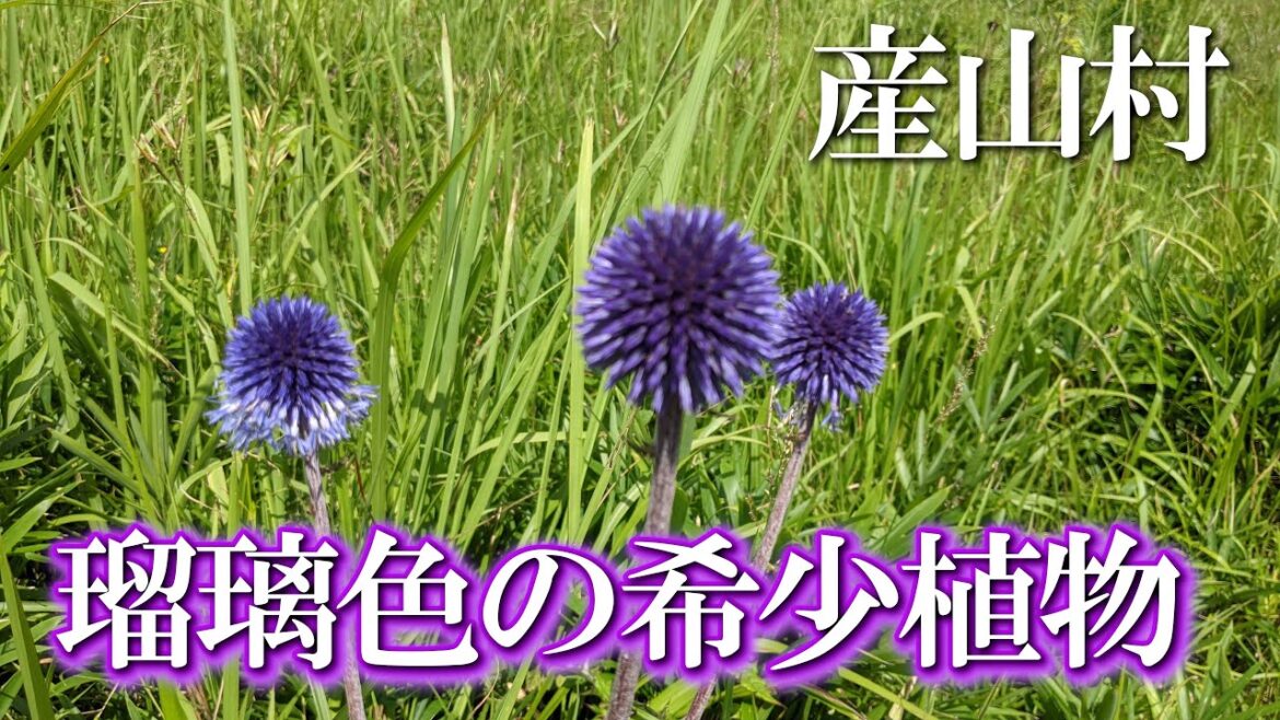 【熊本】ヒゴタイ公園 編 ( Vol.125 )/丸いポンポンのような瑠璃色のかわいい花【4K空撮】 【熊本】ヒゴタイ公園 編 ( Vol.125 )/丸いポンポンのような瑠璃色のかわいい花【4K空撮】