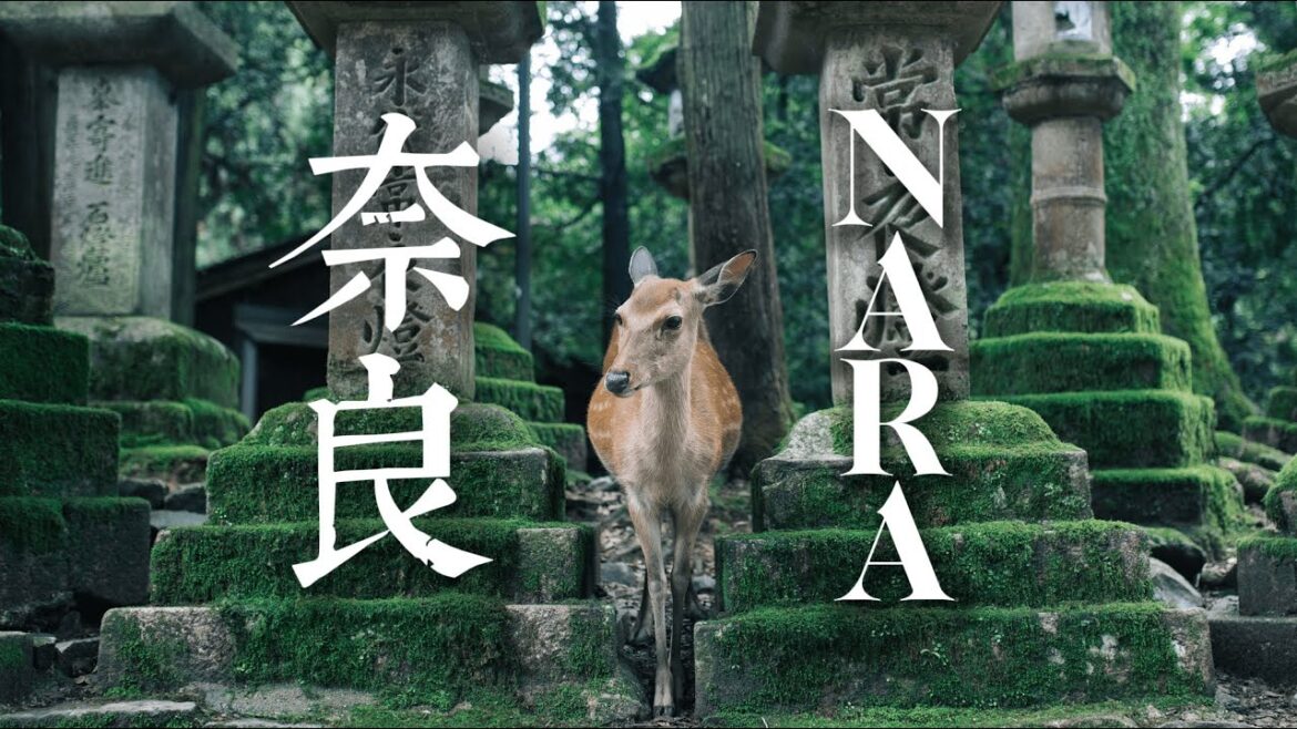 Deers of NARA | Japan Vlog Part 3 [4K]