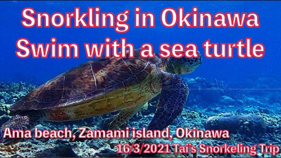 【#26 Tai’s Snorkeling Trip in Okinawa】Ama beach, Zamami island, Kerama islands, Okinawa, Japan