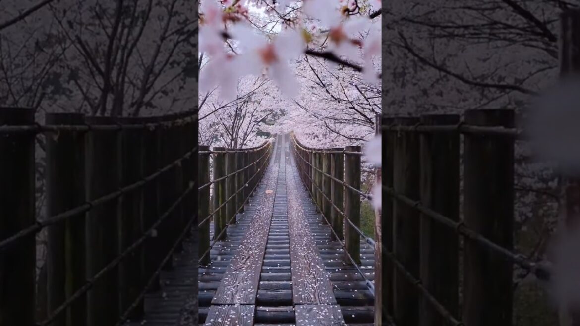 Unbelievable place in Japan #travel #viralshorts #shorts #youtubeshorts