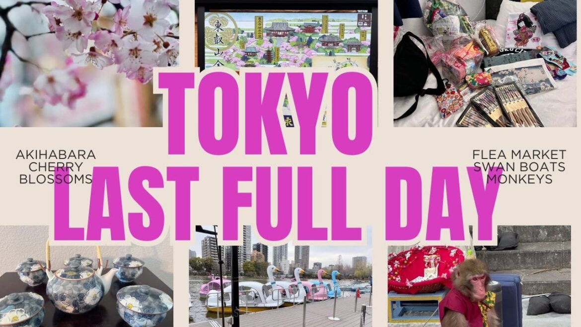 Tokyo Cherry Blossoms, Monkeys and Riding Swan Boats on our Last Full Day in Japan!