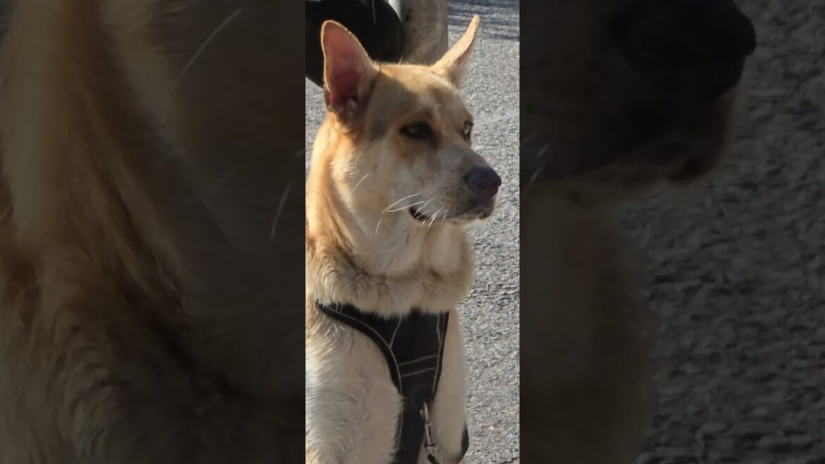 Akita in a pensive mode