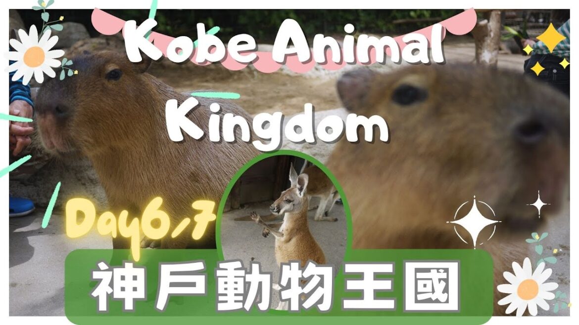 神戶動物王國/大阪/水豚 /接觸動物/餵食體驗 #kobe animal kingdom #大阪 #神戶 #大阪旅行 #大阪自由行 #osaka #kobe #osakatrip 神戶動物王國/大阪/水豚 /接觸動物/餵食體驗 #kobe animal kingdom #大阪 #神戶 #大阪旅行 #大阪自由行 #osaka #kobe #osakatrip