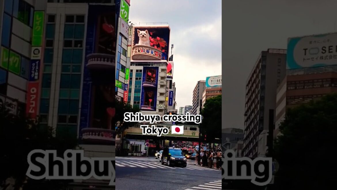 #shibuya 🇯🇵 #travel #tokyo #jasexplorer #japan