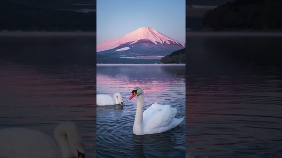 The Majestic Mount Fuji: Japan’s Timeless Beauty in Motion #explorejapan #japanexperience