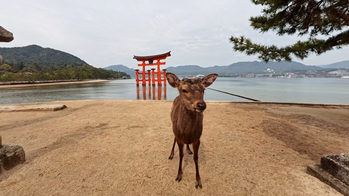 A Day Trip to Miyajima Island: What to Expect A Day Trip to Miyajima Island: What to Expect