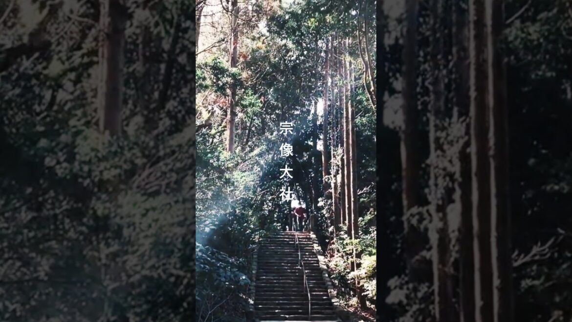 【宗像大社 / 福岡】『古事記』に登場する日本最古の神社の一つ。#shorts #福岡 #旅行 #宗像大社 #宗像市    #japan