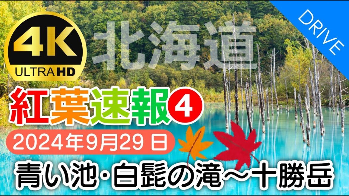 【北海道 紅葉ドライブ❹】速報！青い池・白ひげの滝～十勝岳温泉 2024年｜美瑛・富良野周辺の色づき状況を随時ご紹介｜9月29日