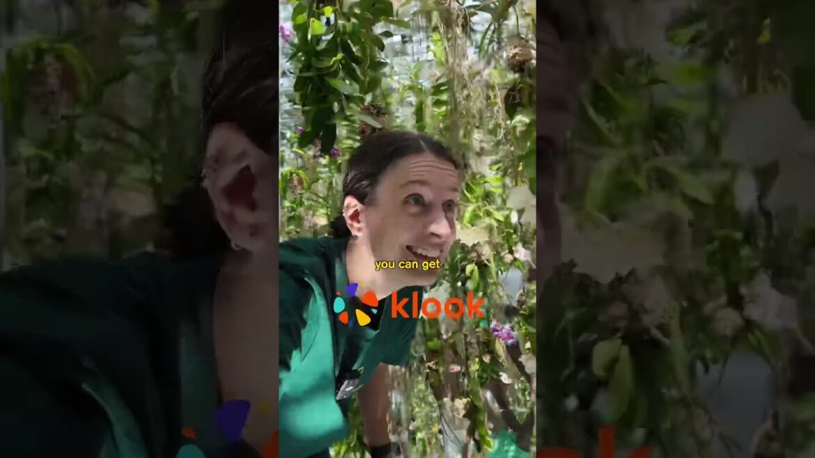 If you use GOFORLAUNCHKLOOK you’ll get some SCHWEET DISCOUNTS🤑 #budgettravel #japantravel #teamlabs