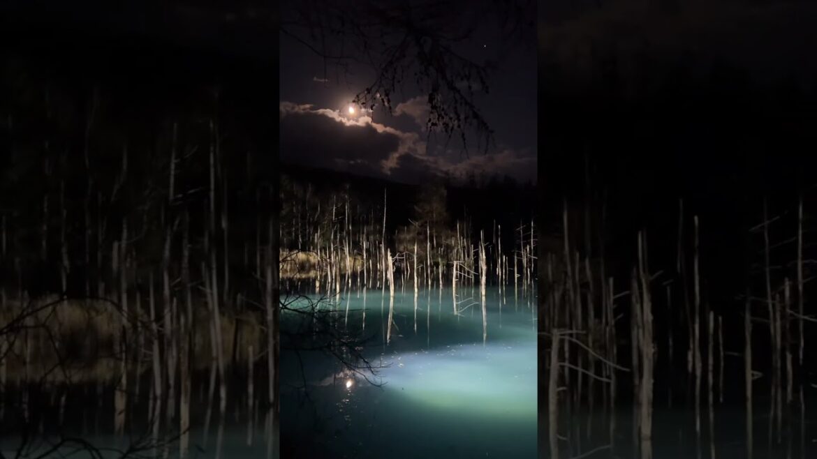 「청의호수_青い池」 #청의호수 #青い池 #shiroganebluepond #비에이정 #美瑛町 #biei