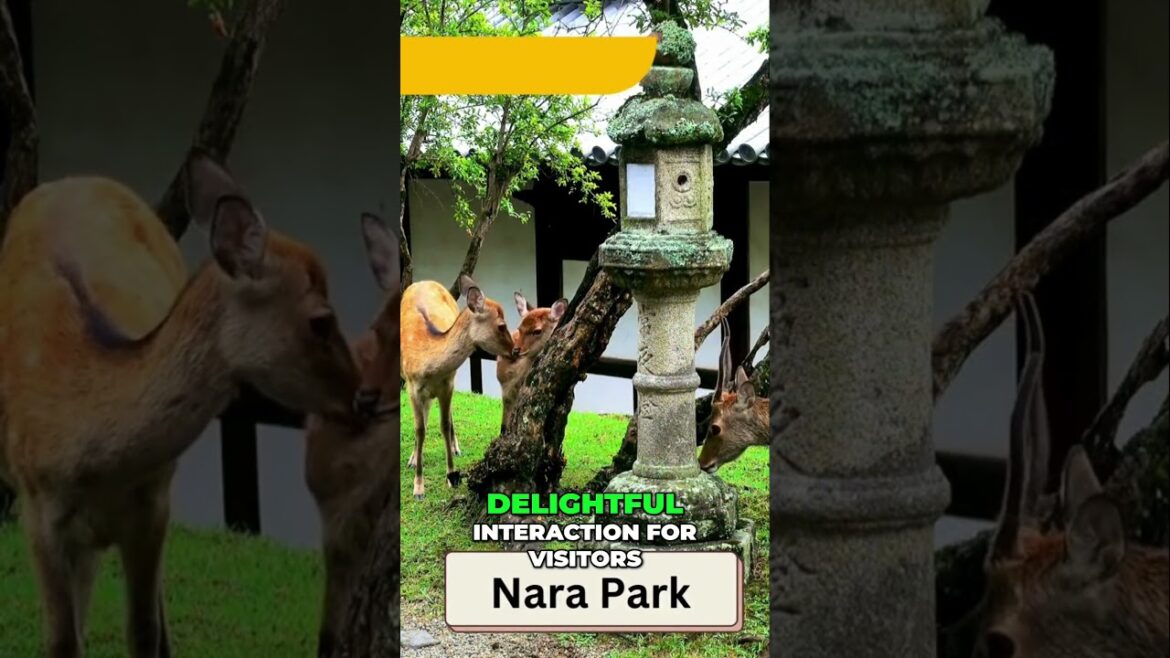 Top 10 places to visit in Japan 2024 must see  #japantravel #japantrip #travelinspiration Top 10 places to visit in Japan 2024 must see  #japantravel #japantrip #travelinspiration