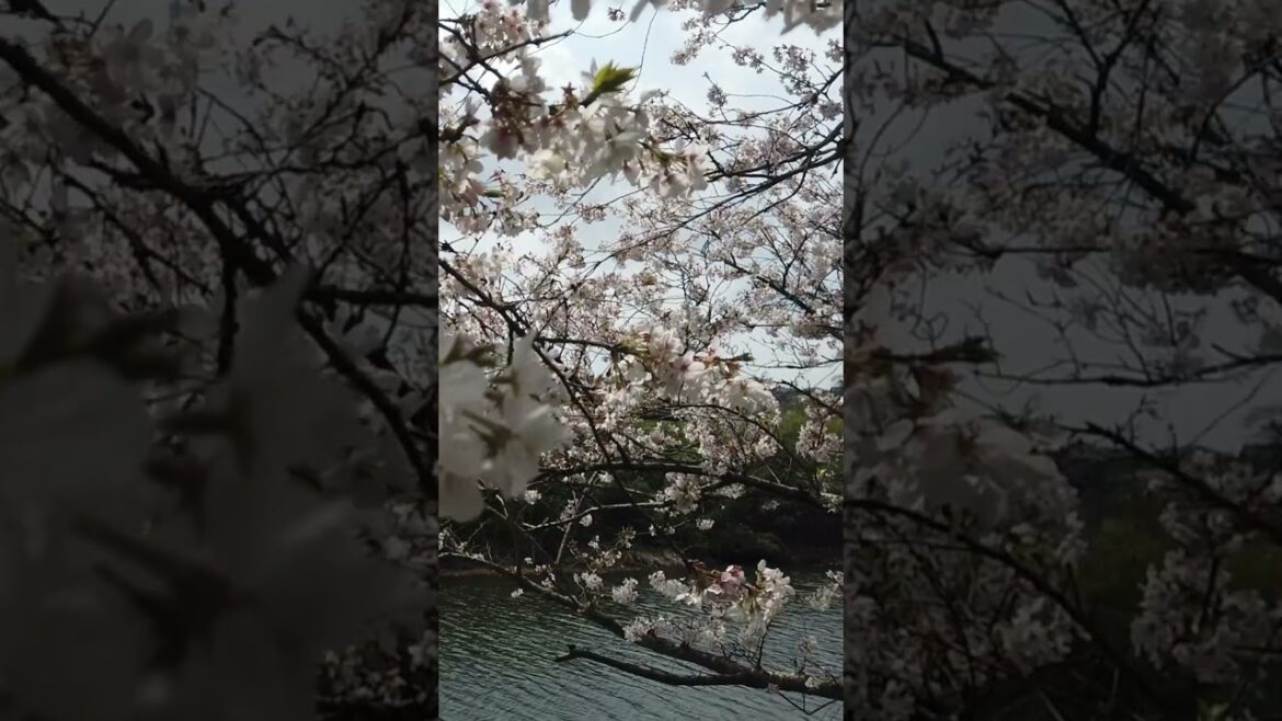Blossoms Tunnel  #traveljapan #chibajapan #cherryblossom
