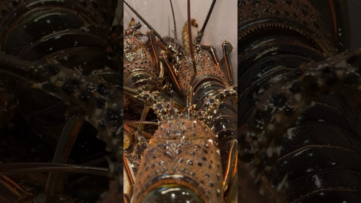 FISH IS MY LIFE – Sashimi and Sushi Master in Kagoshima #3 FISH IS MY LIFE - Sashimi and Sushi Master in Kagoshima #3