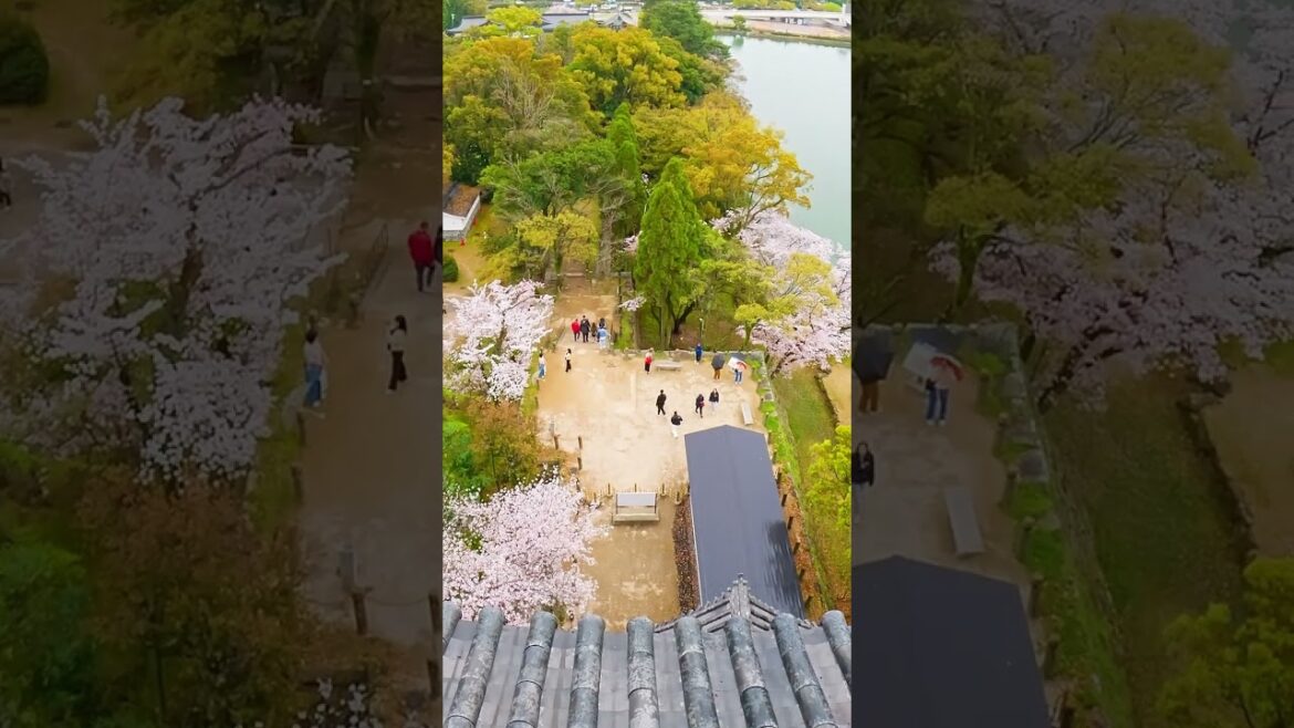 π― Exploring Hiroshima Castle | A Glimpse into Japan’s History π―π΅ π― π― Exploring Hiroshima Castle | A Glimpse into Japan's History π―π΅ π―
