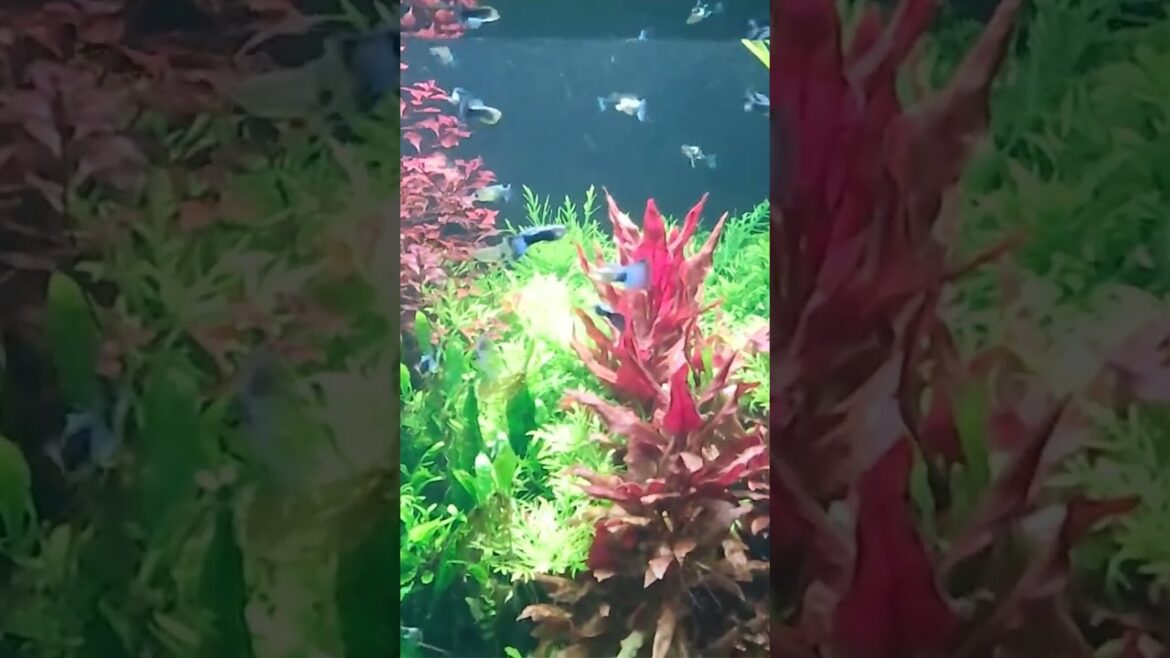 atoaの水槽 #shorts