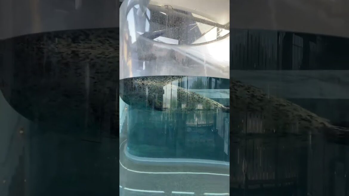 【KYOTO】Must-See Kids Friendly Spot - Kyoto Aquarium