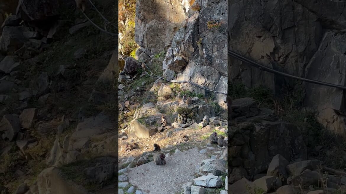 Invasion of  the snow monkeys. You won't believe how many are at hot spring!🐒#shorts #travel #viral