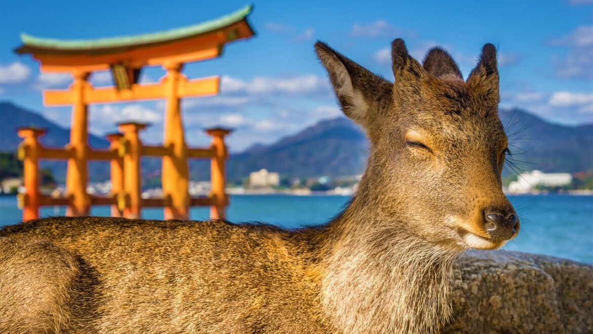 Day Trip to Hiroshima by Shinkansen! Visiting the Atomic Bomb Dome, Peace Park, and Miyajima!