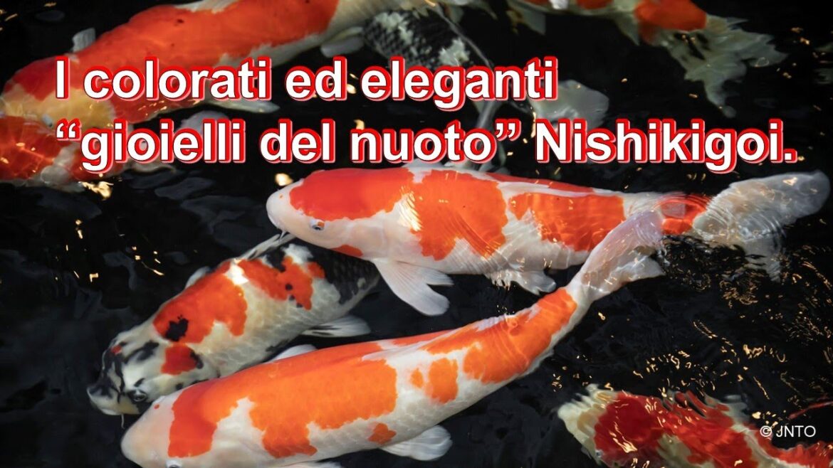 Cultura giapponese “Nishikigoi” (a Niigata)