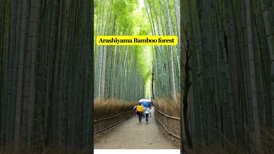 Things to do in Kyoto, japan travel itinerary