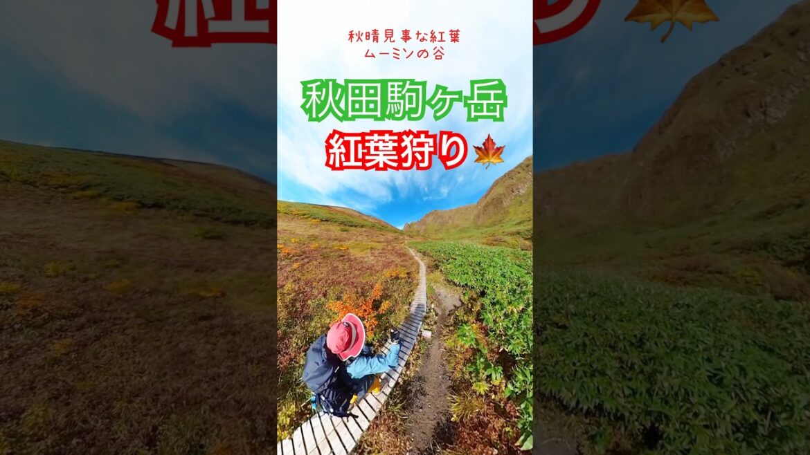 絶景の紅葉狩り！秋田駒ヶ岳登山 | 秋晴れハイキング 2024.9.30 #Akita #Hiking #Autumn #絶景