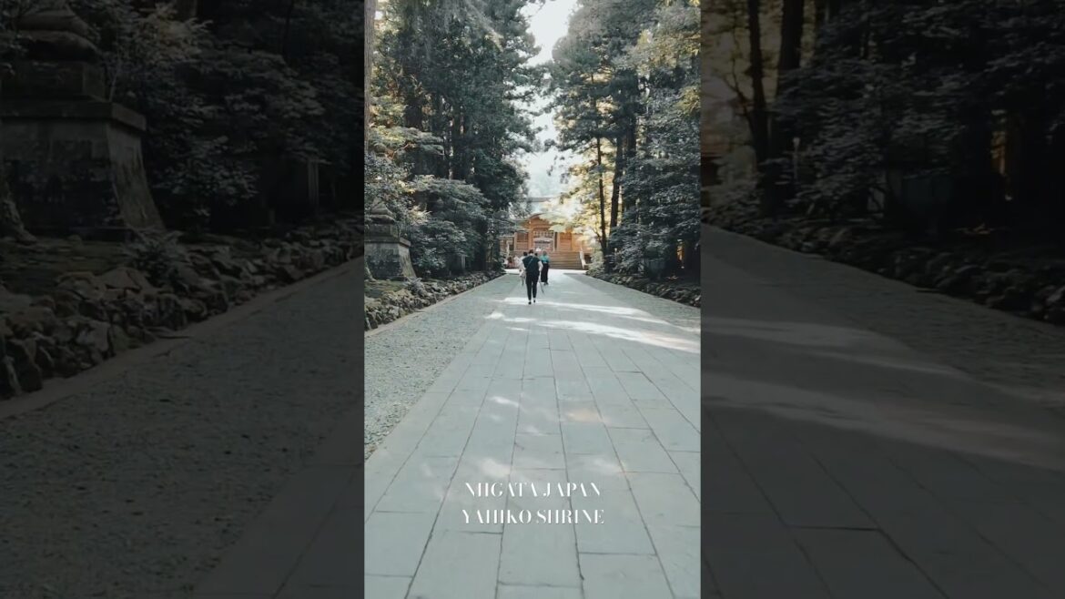 新潟弥彦神社 #niigata #新潟観光 #新潟