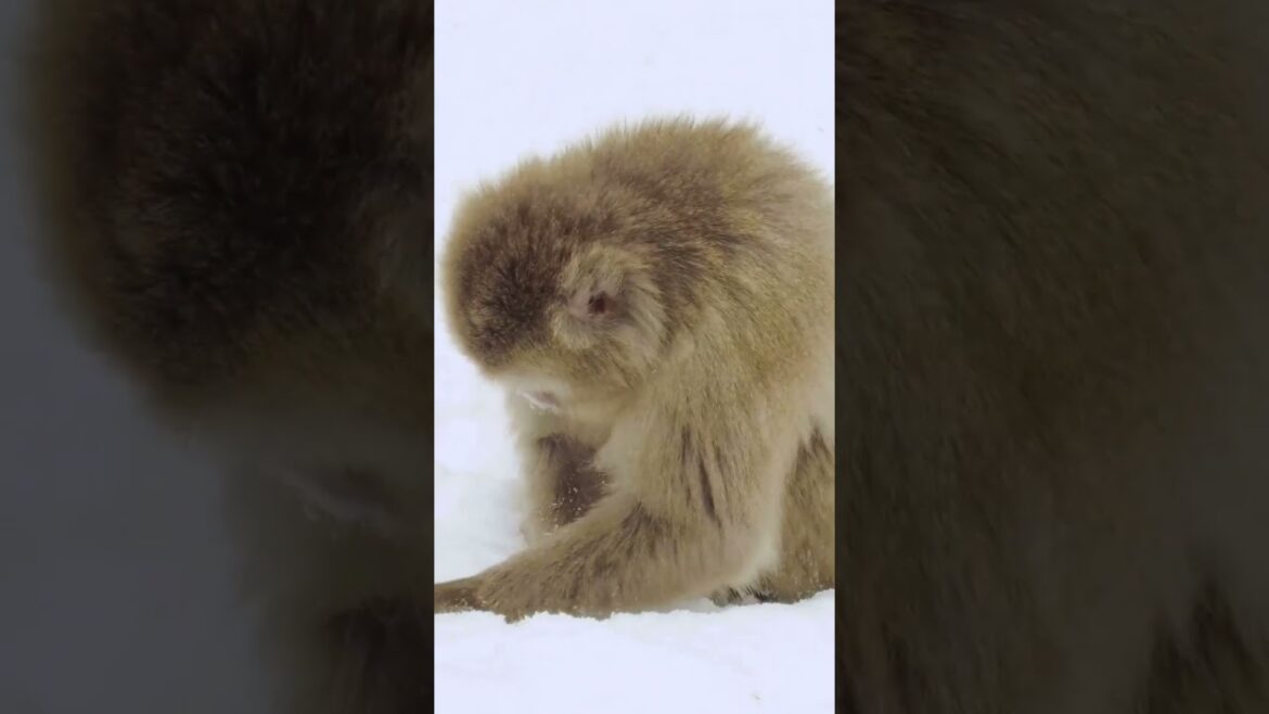 5 Reasons to Visit Japan’s Famous Snow Monkeys at Jigokudani! 5 Reasons to Visit Japan’s Famous Snow Monkeys at Jigokudani!