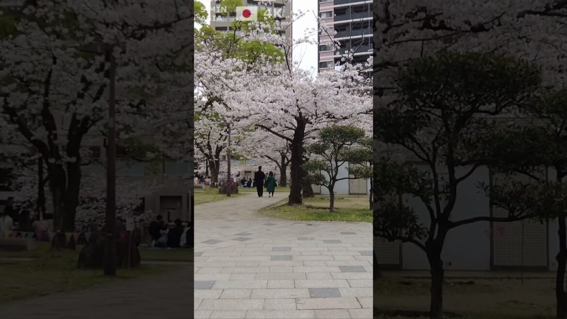 🇯🇵 Visit #Fukuoka in #Japan with us! #Shorts