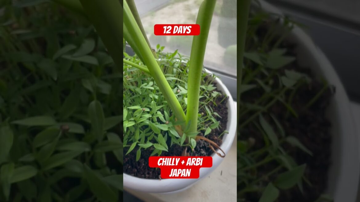 12Days My Gardening in japan Green Chilly +Arbi #shorts#viral#videos#Japan 12Days My Gardening in japan Green Chilly +Arbi #shorts#viral#videos#Japan